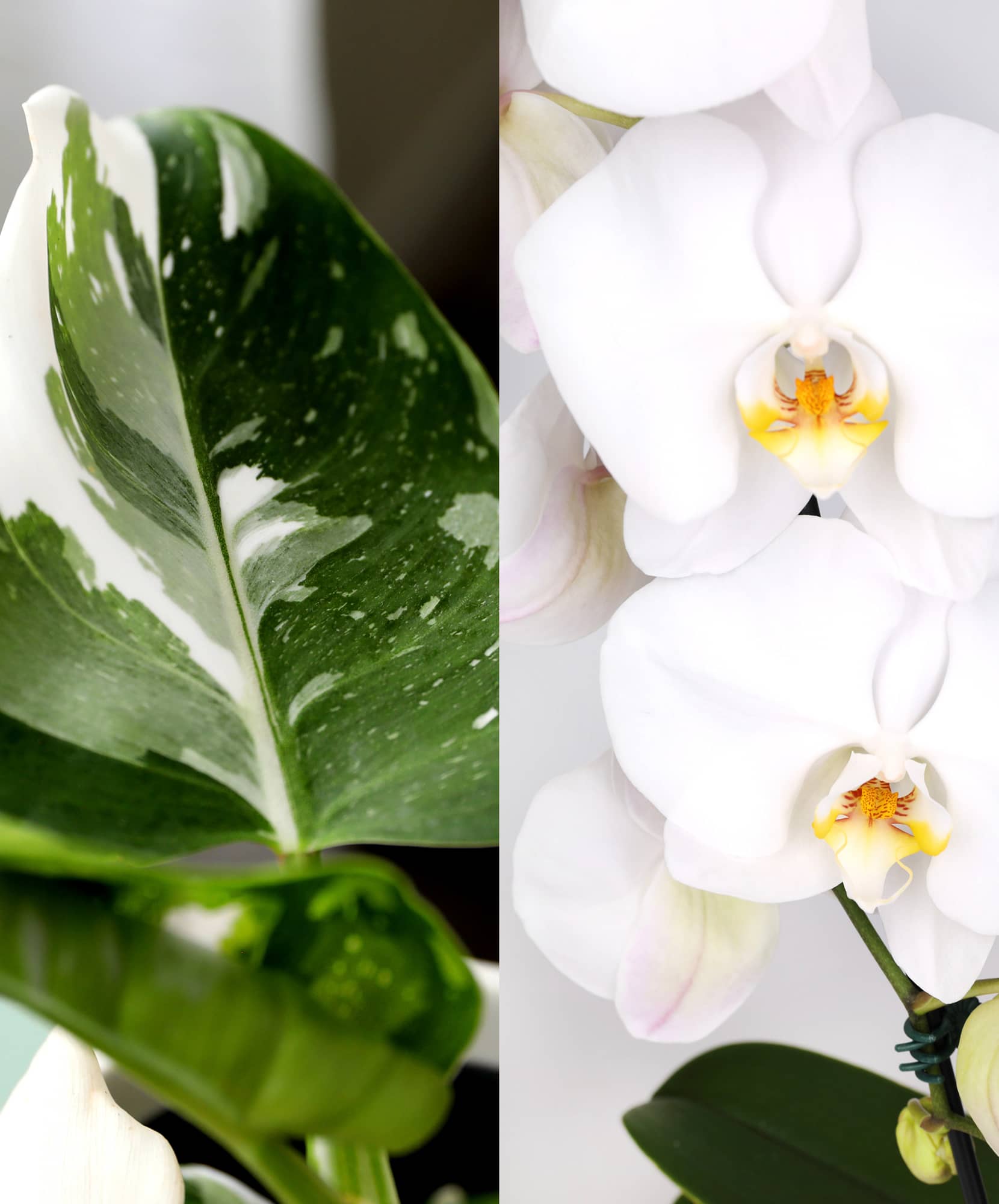 Elegant close-up of a variegated leaf alongside a stunning white orchid, showcasing nature's beauty.