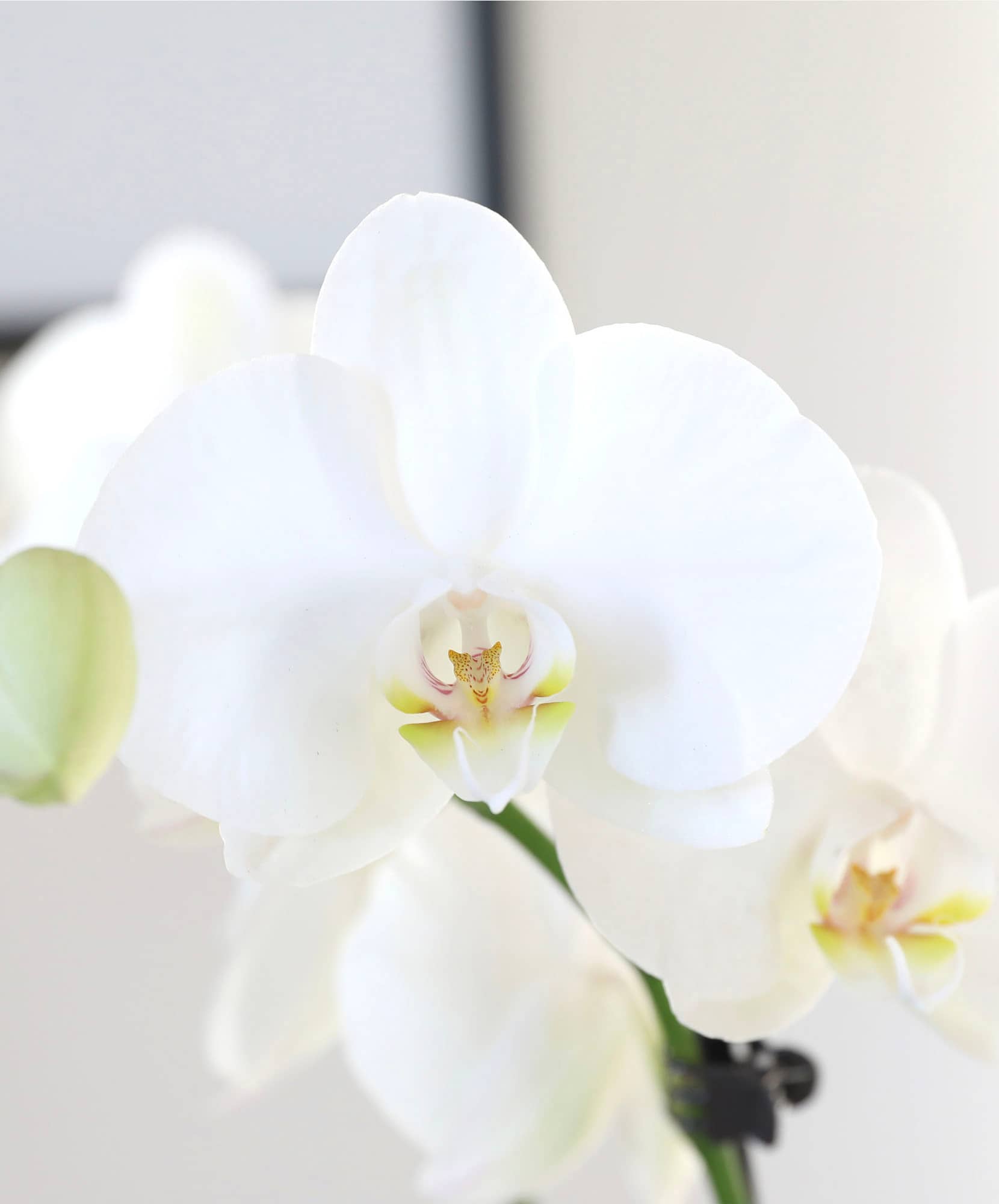 Elegant white orchid blossom with delicate petals, perfect for home decor.
