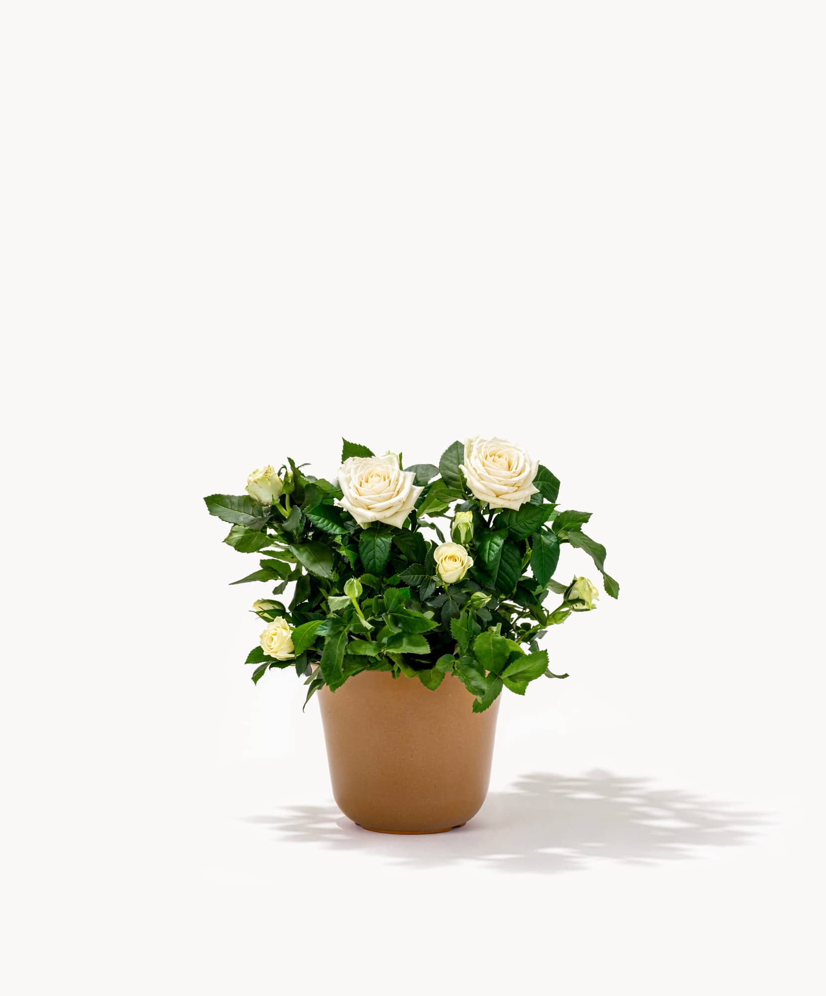Charming white roses in a simple terracotta pot, surrounded by lush green leaves.