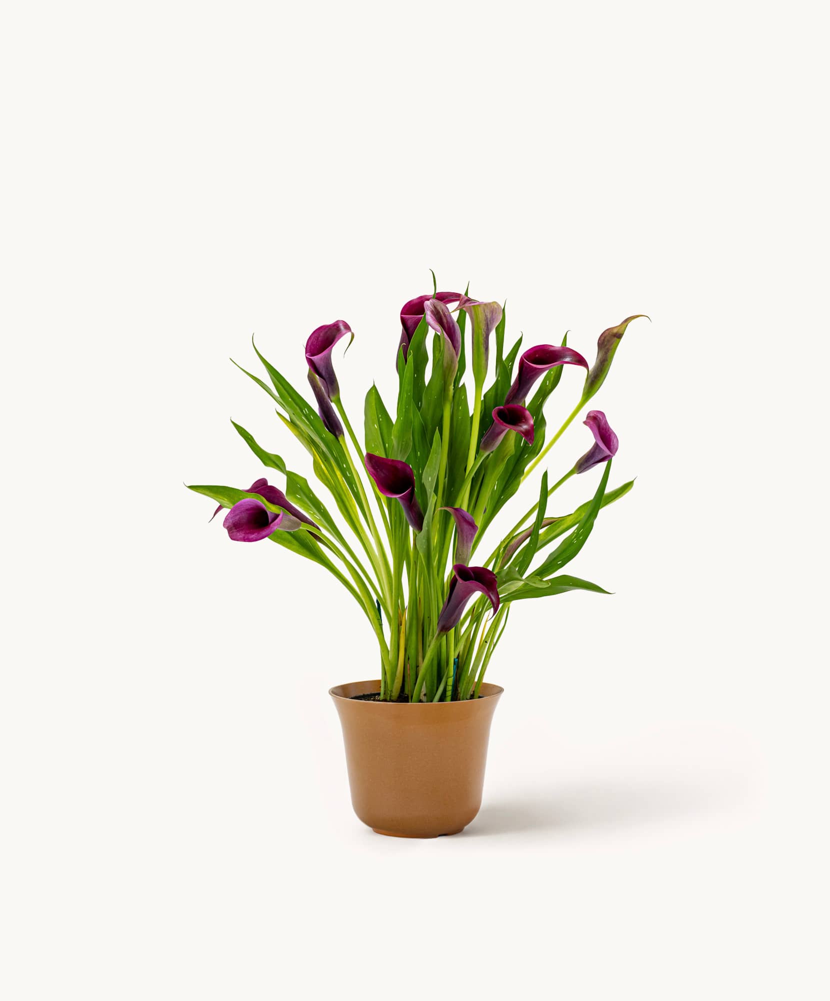 Vibrant purple calla lilies with lush green leaves in a stylish brown pot.