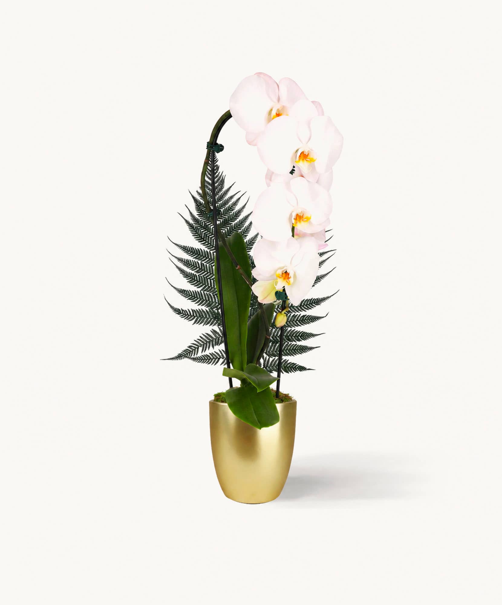 Elegant white orchids with lush greenery in a sleek gold pot, perfect for home decor.