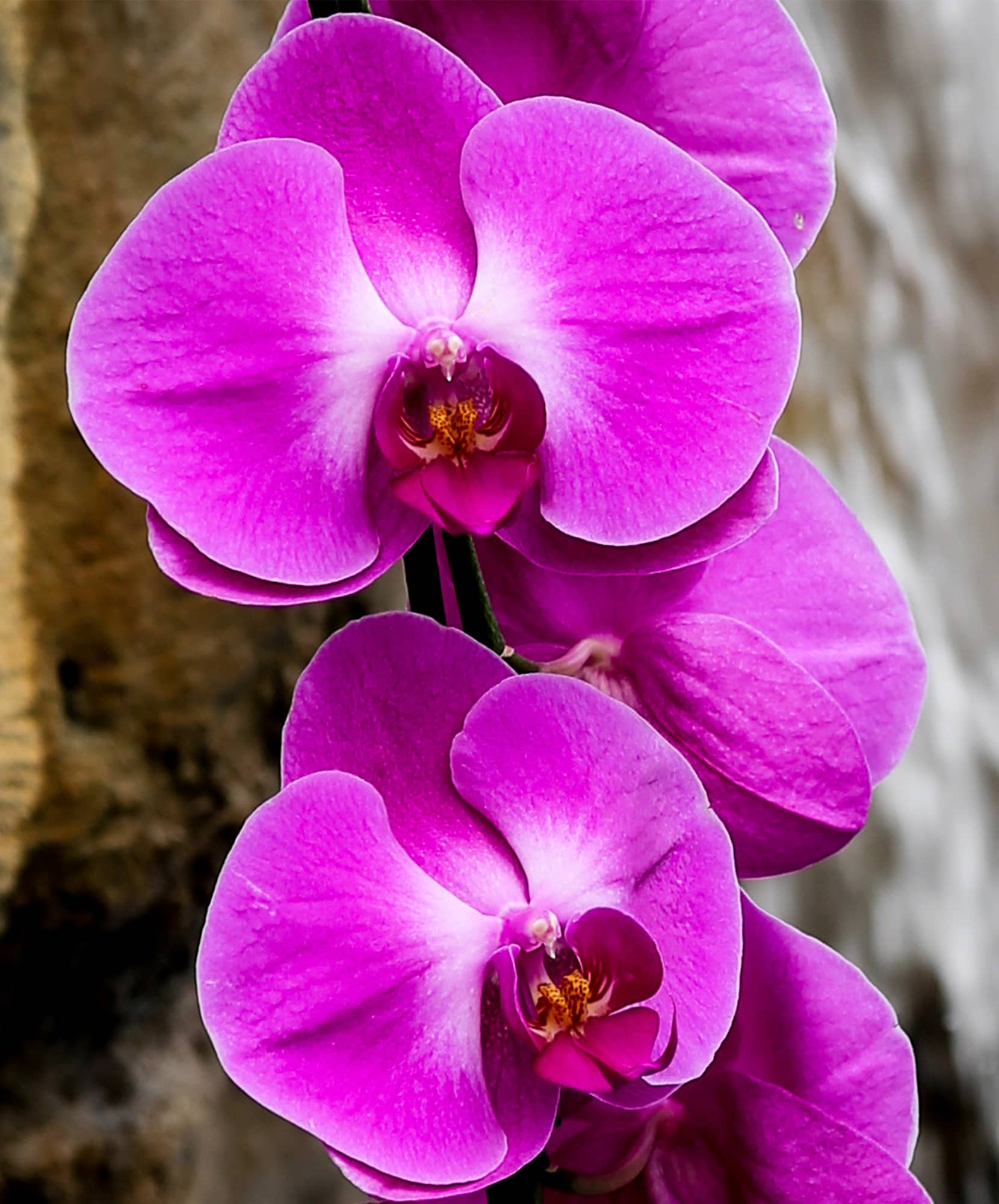 Vibrant purple orchids with delicate white centers, showcasing natural beauty and elegance.