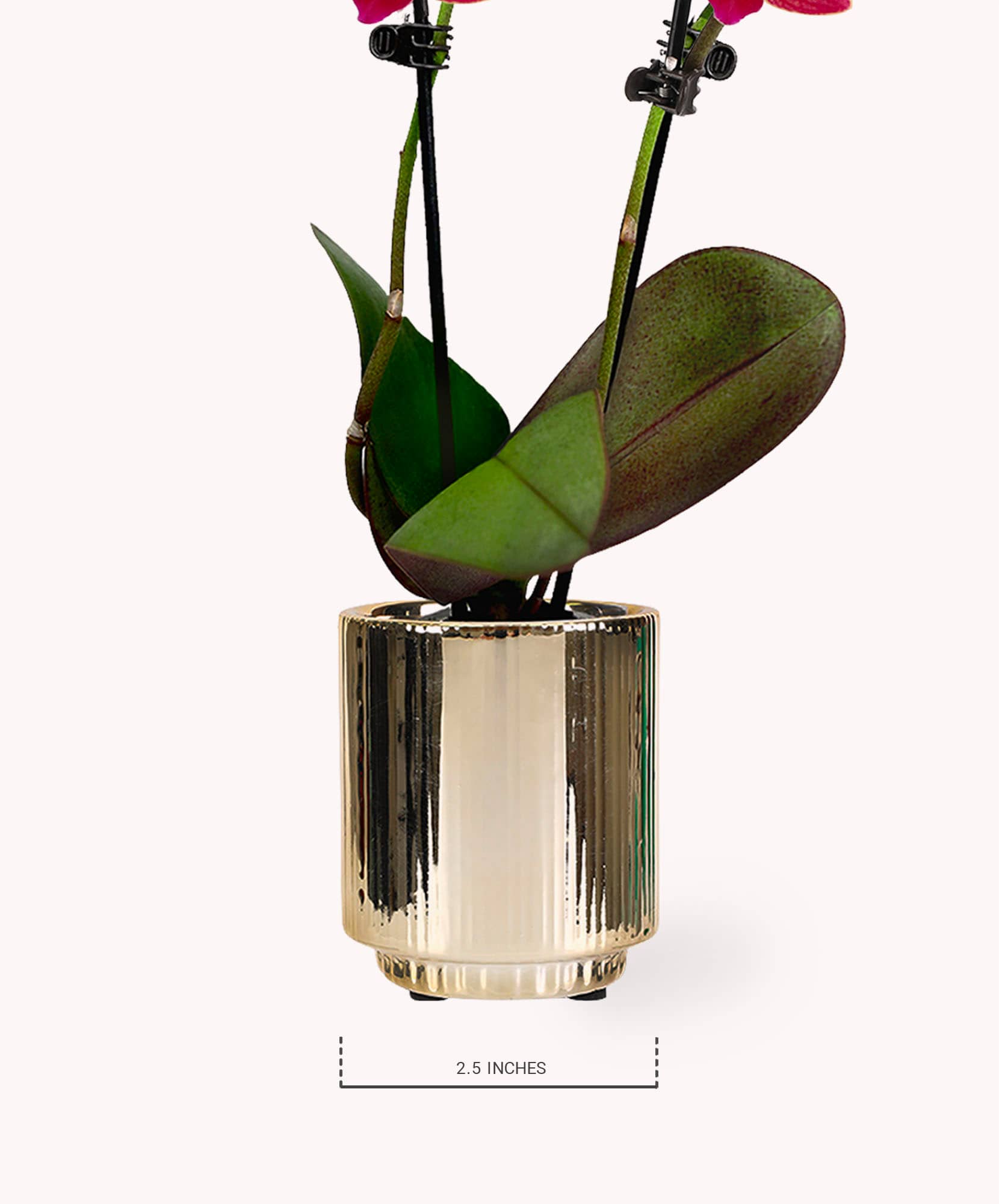 Elegant gold-striped vase showcasing vibrant orchid stems, perfect for modern decor.